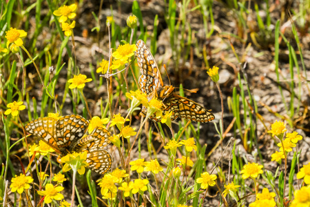 Two Bay Checkerspot butterflies (Euphydryas editha bayensis) on goldfield wildflowers; classified as a federally threatened species, San Francisco Bay area, Californiaの写真素材