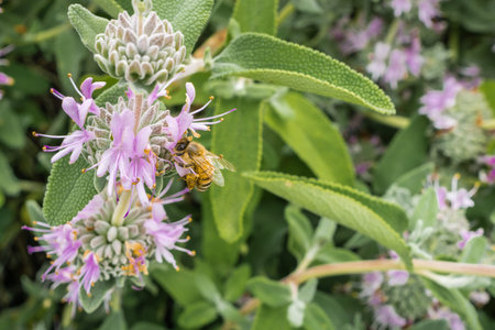 Honey bee gathering nectar from Purple sage (Salvia leucophylla) flowers in spring, California