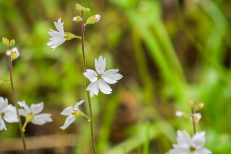 Woodland star (Lithophragma affine) covered in water drops, California