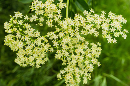 Close up of Black Elderberry (Sambucus nigra) flowers, San Jose, south San Francisco bay, California