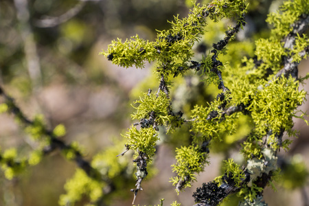 Vibrant oak moss (Evernia prunastri) growing on branches, Pinnacles National Park, Californiaの写真素材