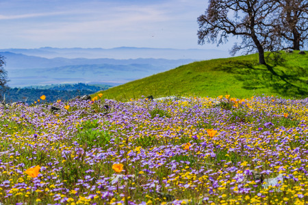 Field of colorful wildflowers in the hills of Henry W. Coe State Park, Californiaの写真素材