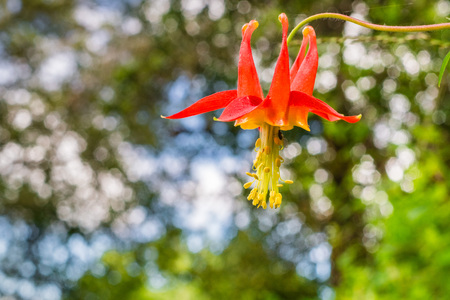 Close up of Red columbine (Aquilegia formosa) wildflower on a blurred background, Californiaの写真素材