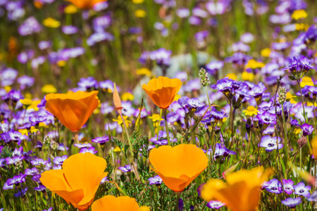 California poppies blooming on a meadow, Goldfields and Gilia in the background,California