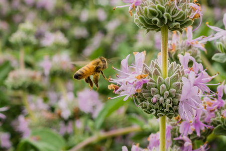 Honey bee gathering nectar from Purple sage (Salvia leucophylla) flowers in spring, Californiaの写真素材