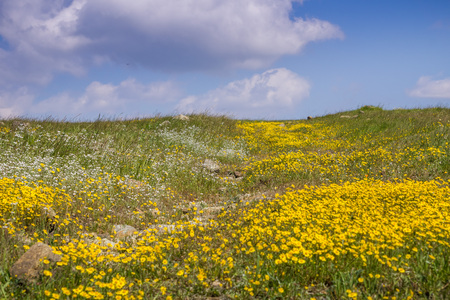 Hiking path overgrown with Goldfields (Lasthenia californica) and Popcorn Flower (Plagiobothrys nothofulvus), Californiaの写真素材