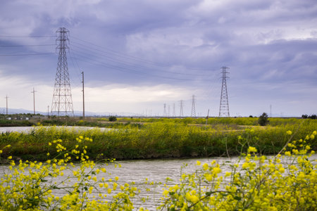 The wild mustard flowers blooming in spring on the bay trail, Sunnyvale, San Francisco bay,...