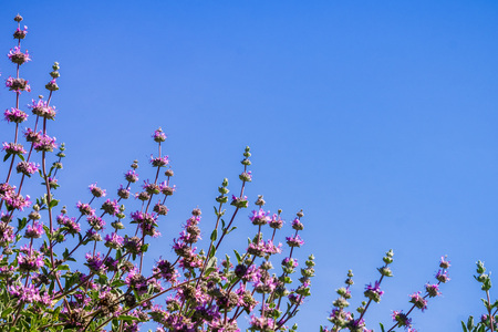 Cleveland sage (Salvia clevelandii) flowers on a blue sky background, Californiaの写真素材