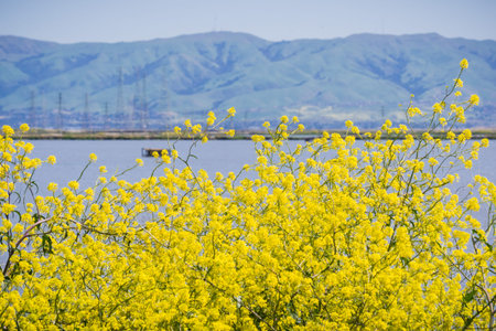 Green mustard flowers, Mission Peak in the background, south San Francisco bay, Sunnyvale,...