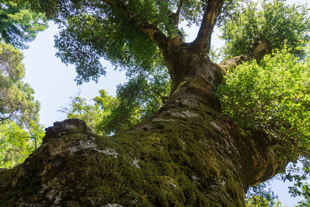 Large live oak trunk covered in moss, Californiaの写真素材