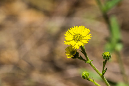Close up of Woodland Madia (Anisocarpus madioides) blooming in the forests of San Francisco bay,...