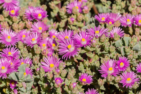 Trailing Iceplant (Delosperma cooperi), Californiaの写真素材