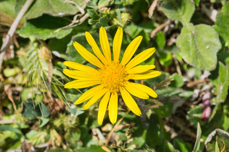 Great Valley Gumweed, Great Valley Gumplant (Grindelia camporum, Grindelia robusta) flowering,...