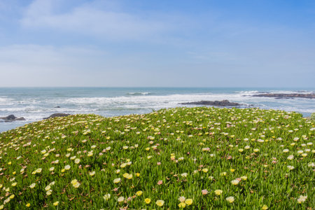 Yellow Carpobrotus edulis flower covering a bluff on the Pacific coastline, Pescadero State Beach,...