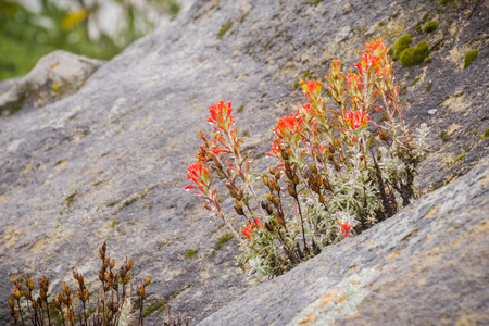 Cluster of Red Indian paintbrush (Castilleja) wildflowers growing among rocks, covered in water droplets on a rainy day, Castle Rock State Park, San Francisco bay area, Californiaの写真素材