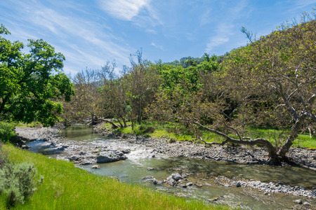 Western Sycamore trees on the shoreline of a creek, Sunol Regional Wilderness, San Francisco bay, Californiaの写真素材