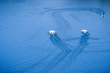 Aerial view of boats in south Berryessa lake, Napa Valley, Californiaの写真素材