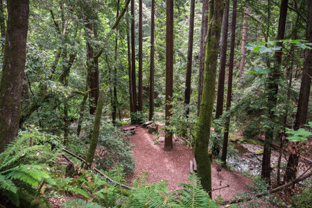 Picnic spot in a Redwood trees (Sequoia sempervirens) forest, California