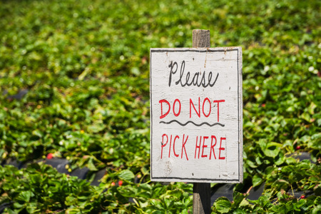 "Please Do not Pick Here" sign at an organic U-Pick strawberry farm, Californiaの写真素材
