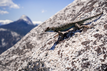Blue bellied lizard (Sceloporus occidentalis) resting on a granite rock, Yosemite National Park, Californiaの写真素材