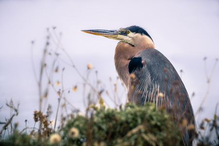 Great blue heron resting on the Pacific Ocean coastal bluffs, Moss Beach, Californiaの写真素材