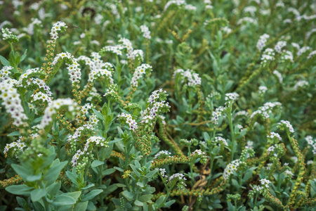 Seaside Heliotrope (Heliotropium curassavicum) blooming on the shoreline of south San Francisco bay,...