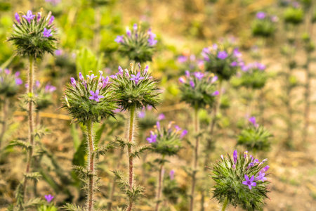 Skunkbrush (Navarretia squarrosa) blooming on the Pacific Ocean Coastline, Moss Beach, San Francisco...
