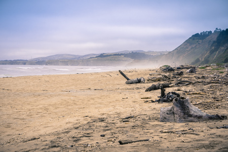 Driftwood on a sandy beach on the Pacific Ocean coastline on a foggy afternoon, Californiaの写真素材
