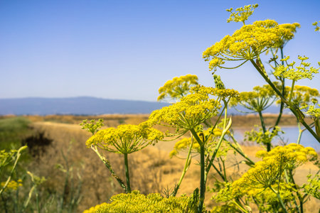 Fennel (Foeniculum vulgare) blooming wild on the levees of the marshes of San Francisco bay,...
