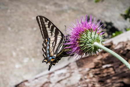 Western Tiger Swallowtail (Papilio rutulus) pollinating a thistle flower, Yosemite National Park, Californiaの写真素材