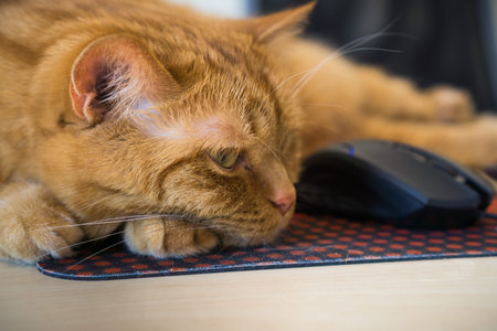 Close up of orange cat sleeping next to a mouse; shallow depth of field