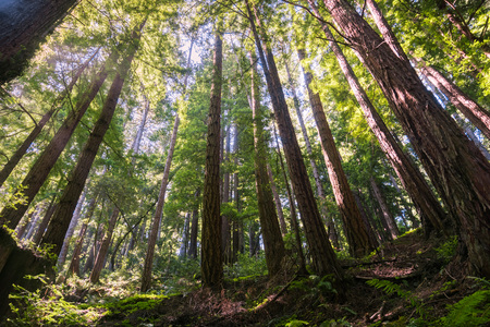 Redwood trees (Sequoia sempervirens) forest, Californiaの写真素材