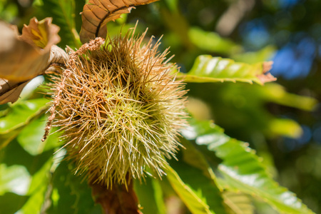 Close up of Sweet chestnuts (Castanea Sativa) seeds in the protective spiky shellsの写真素材