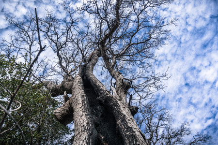 Looking up along the trunk of a burnt live oak tree, Mt Diablo State Park, Contra Costa County, San...