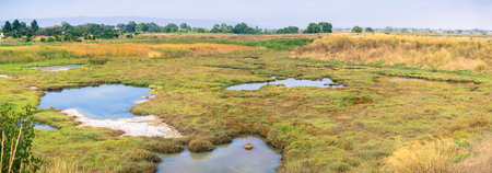 Marsh Landscape in Shoreline Park, Mountain View, California