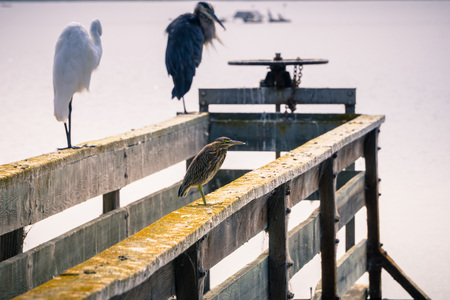 Green Heron (Butorides virescens) sitting on a wooden railing; Shoreline Park, Mountain View, Californiaの写真素材