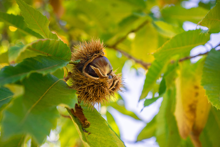Close up of Sweet chestnuts (Castanea Sativa) seeds in the protective spiky shellsの写真素材