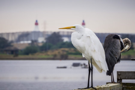Great egret standing on a wooden ledge on a cloudy day, Shoreline Amphitheater in the background,...