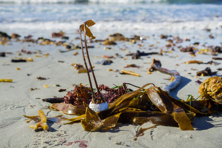 Algae taking root on a golf ball brought to shore, Carmel State Beach, Carmel-by-the-Sea, Monterey Peninsula, Californiaの写真素材