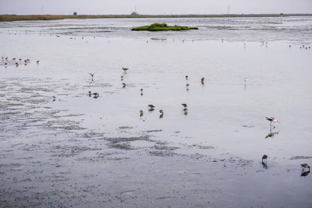 Birds looking for food in the marshes of San Francisco bay, Mountain View, California