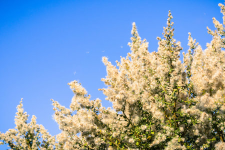 Coyote brush (Baccharis pilularis) seeds flying in the wind, San Francisco bay area, California