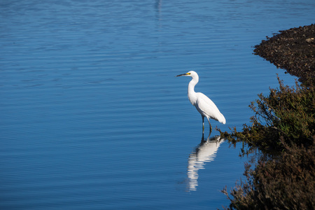 White egret standing in shallow water, surrounded by the blue water of a pond, Don Edwards Wildlife Refuge, San Francisco bay area, Californiaの写真素材