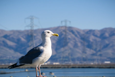 Close up of a California Gull, blurred mountains in the background; Don Edwards Wildlife Refuge, San...