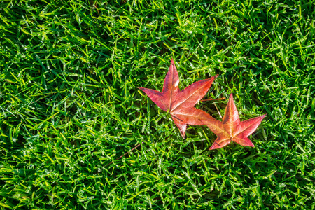 Autumn colored leaves fallen on a verdant meadow; background for autumnの写真素材