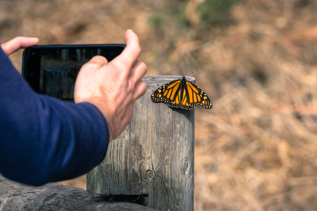 Unidentified person taking a photo of a Monarch Butterfly resting on a wooden post; Pismo Beach Monarch Butterfly Sanctuary, Californiaの写真素材