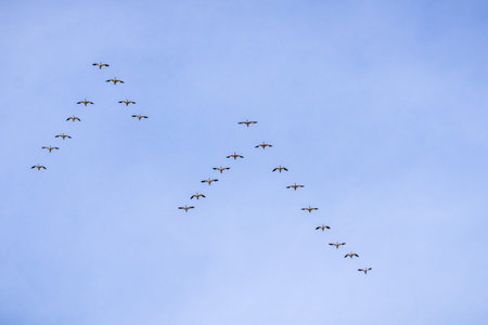 Snow geese flying in a v formation above the plains of Sacramento valley, Sacramento National...