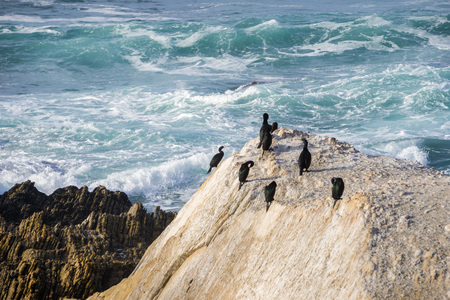A group of cormorants resting on a rock on the Pacific Ocean coastline; breaking waves in the background; Montana de Oro State park, central Californiaの写真素材