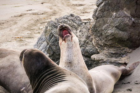 Northern elephant seals fighting during mating season on a beach near San Simeon, Californiaの写真素材