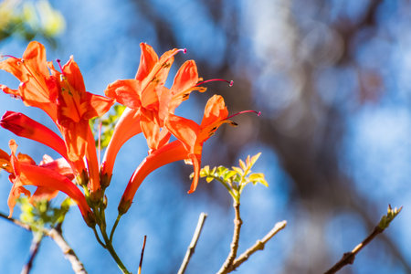 Cape honeysuckle flowers (Tecoma capensis), California