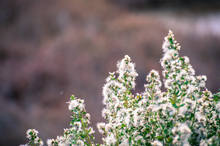 Coyote brush (Baccharis pilularis) flowers and seeds, San Francisco bay area, Californiaの写真素材